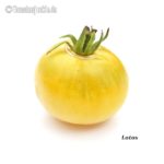 Tomatensorte Lotos