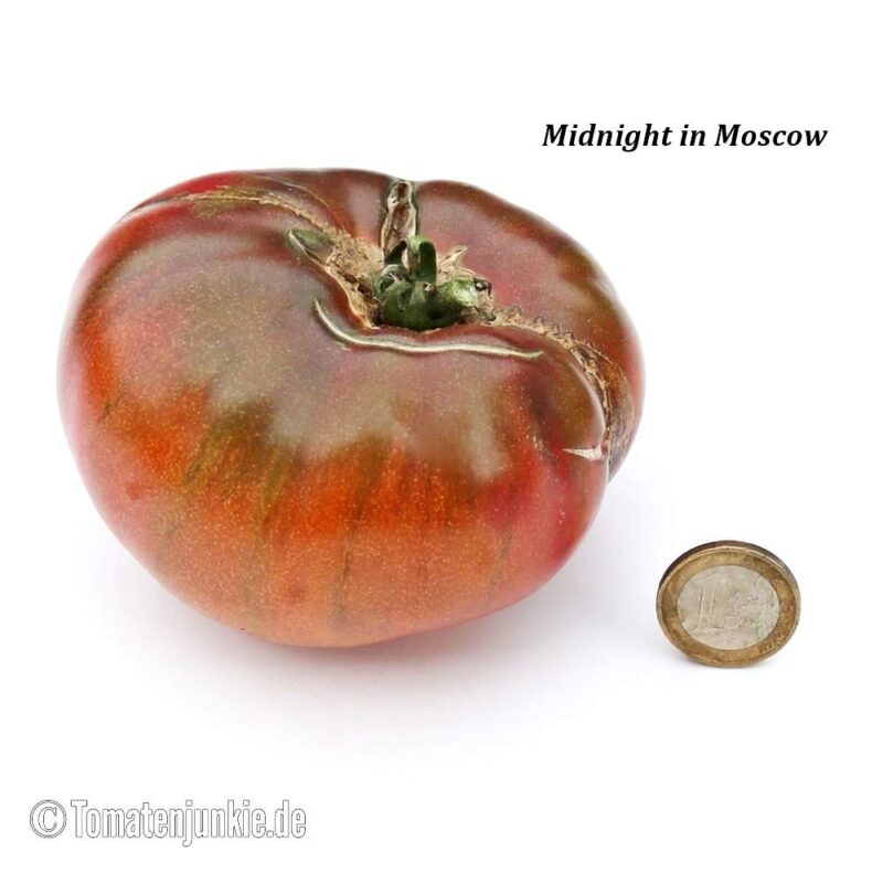 Tomatensorte Midnight in Moscow