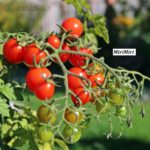 Tomatensorte MiriMiri