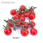 Tomatensorte MiriMiri