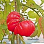 Tomatensorte Nahuelbuta Pink