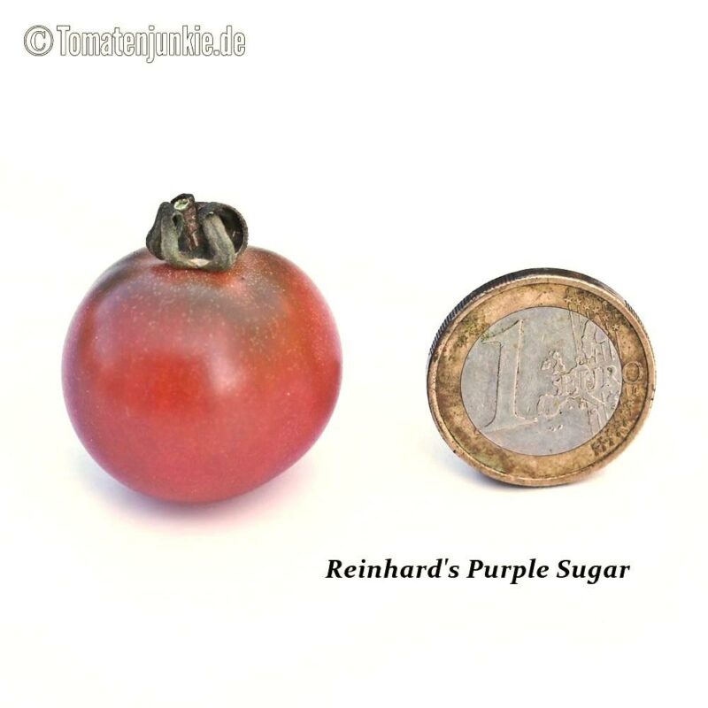 Tomatensorte Reinhard's Purple Sugar