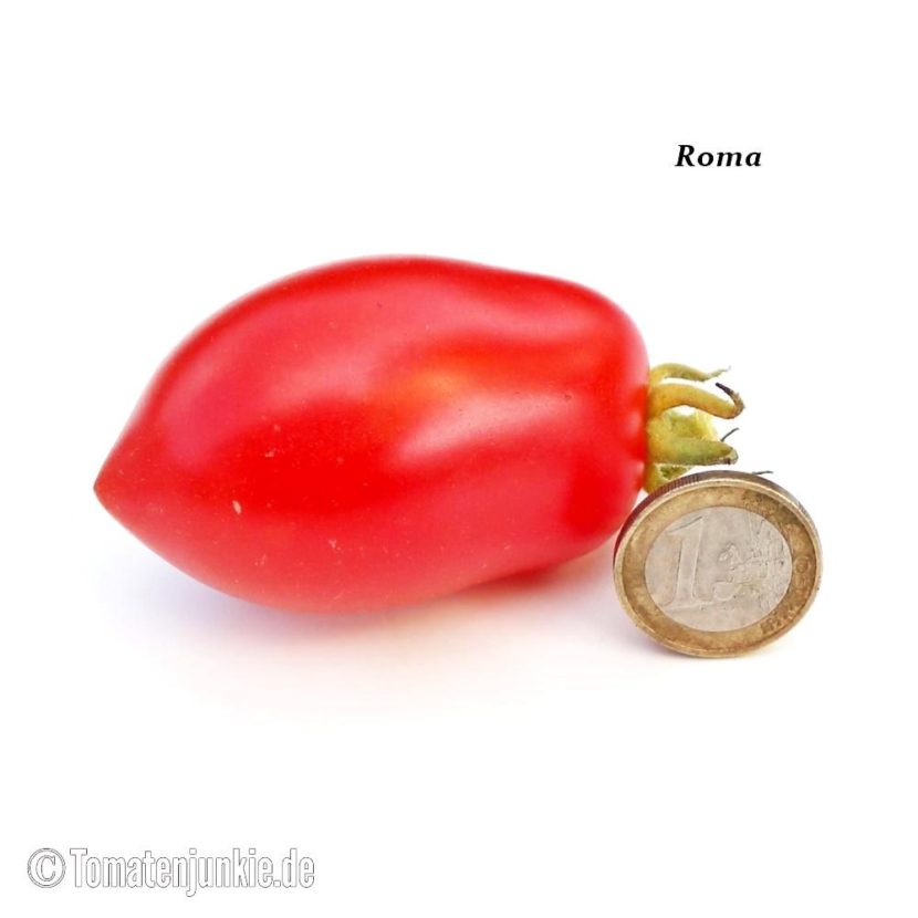 Tomatensorte Roma