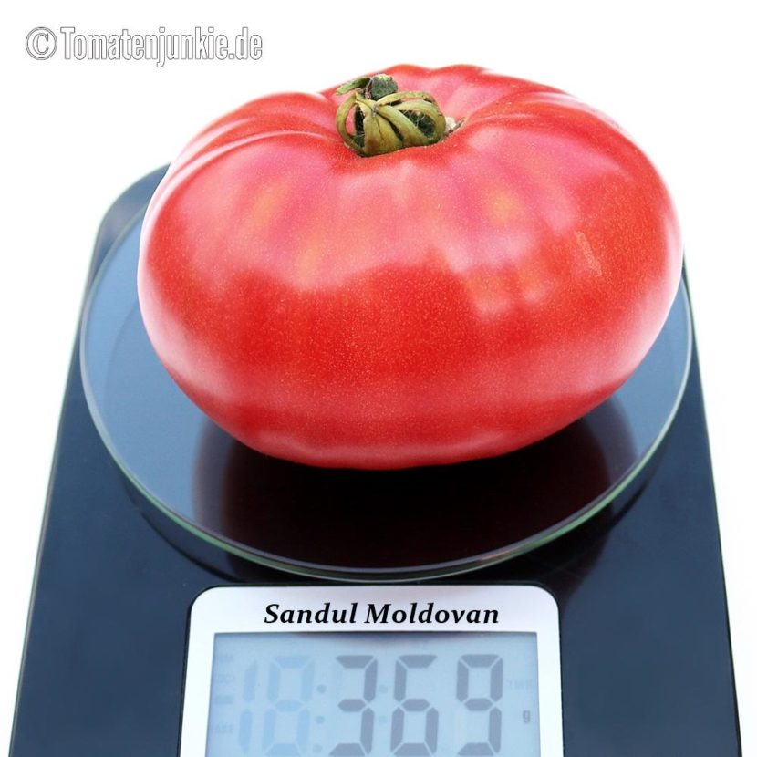Tomatensorte Sandul Moldovan