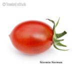 Tomatensorte Stormin Norman