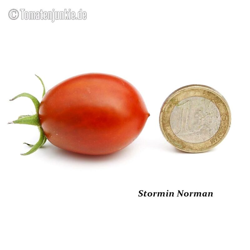 Tomatensorte Stormin Norman