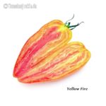 Tomatensorte Yellow Fire