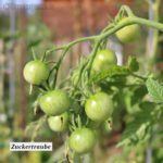 Tomatensorte Zuckertraube