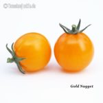 Tomatensorte Gold Nugget