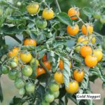 Tomatensorte Gold Nugget