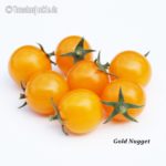 Tomatensorte Gold Nugget