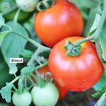Tomatensorte Almut