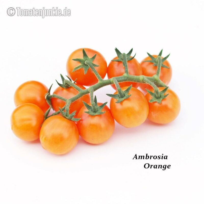 Tomatensorte Ambrosia Orange