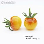 Tomatensorte Amethyst Cream Cherry XL