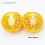 Tomatensorte Zluta Kytice