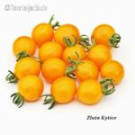 Tomatensorte Zluta Kytice