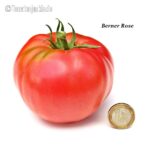 Tomatensorte Berner Rose