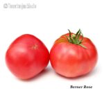 Tomatensorte Berner Rose