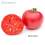 Tomatensorte Berner Rose