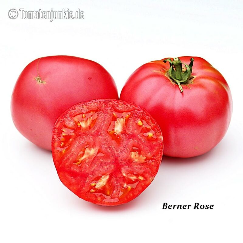 Tomatensorte Berner Rose