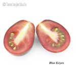 Tomatensorte Blue Keyes