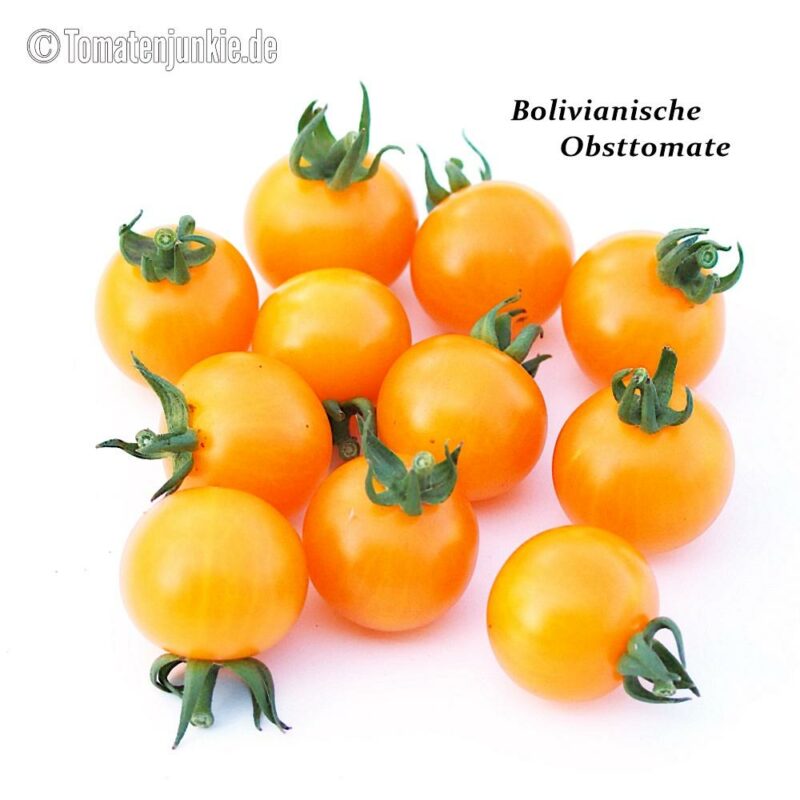 Tomatensorte Bolivianische Obsttomate