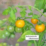 Tomatensorte Bolivianische Obsttomate