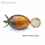 Tomatensorte Brad`s Atomic Grape