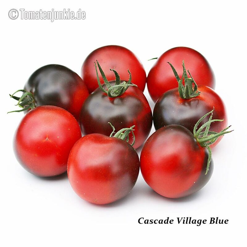 Tomatensorte Cascade Village Blue