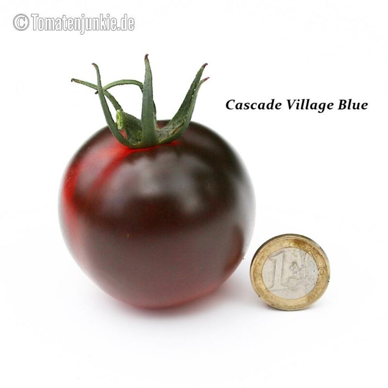 Tomatensorte Cascade Village Blue