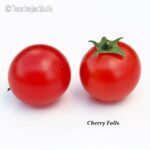 Tomatensorte Cherry Falls