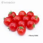 Tomatensorte Cherry Falls