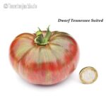 Tomatensorte Dwarf Tennessee Suited