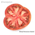 Tomatensorte Dwarf Tennessee Suited