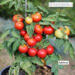 Tomatensorte Edelrot