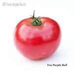 Tomatensorte Eva Purple Ball