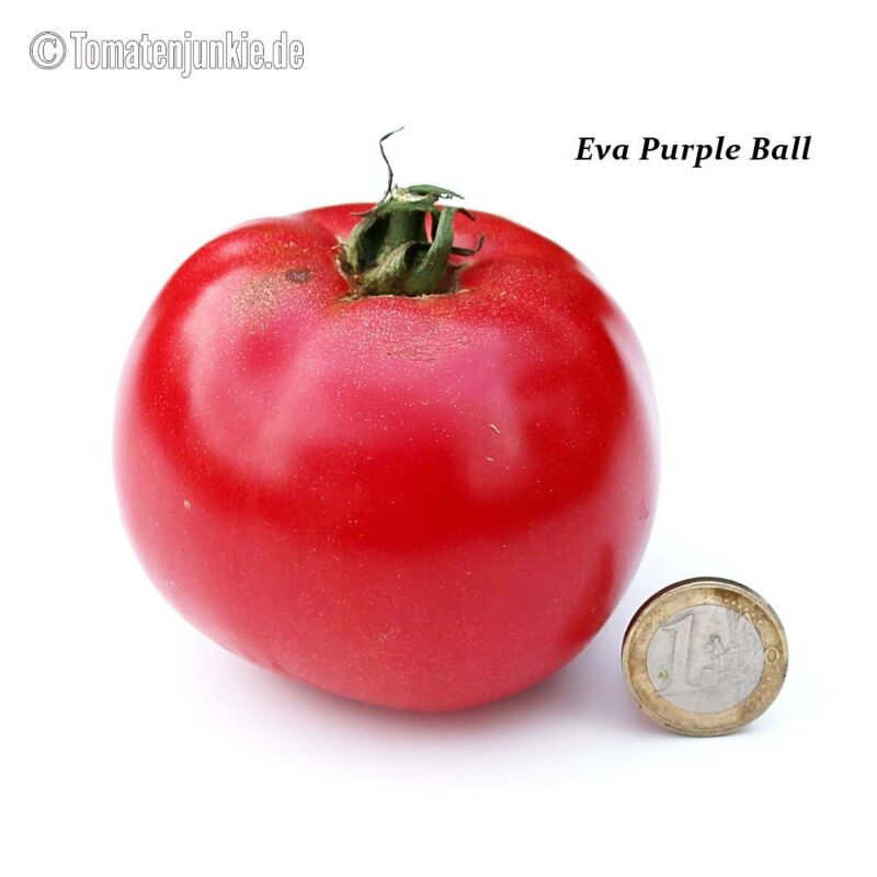 Tomatensorte Eva Purple Ball