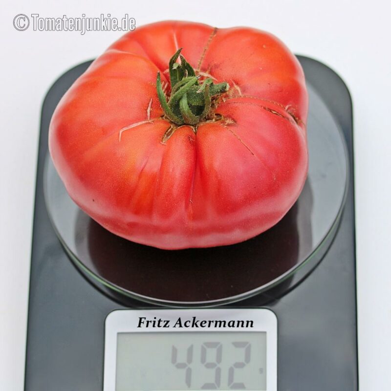 Tomatensorte Fritz Ackermann