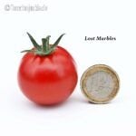Tomatensorte Lost Marbles
