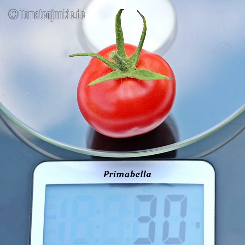 Tomatensorte Primabella