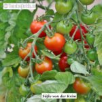 Tomatensorte Süße von der Krim