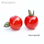 Tomatensorte Sweet Aperitif