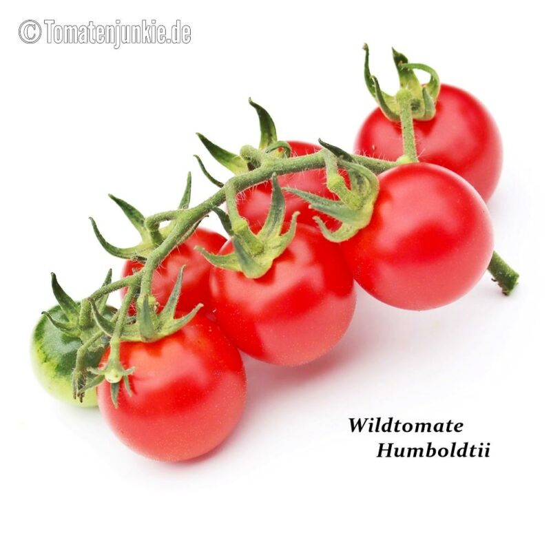 Tomatensorte Wildtomate Humboldtii