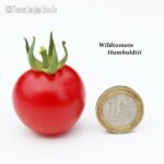 Tomatensorte Wildtomate Humboldtii