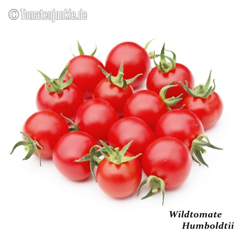 Tomatensorte Wildtomate Humboldtii