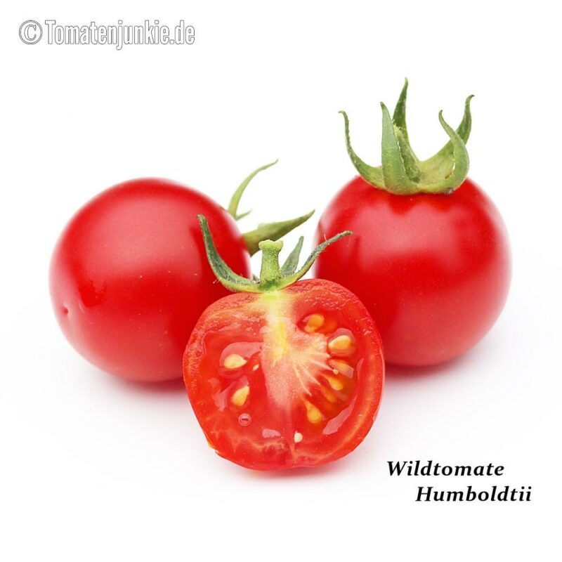 Tomatensorte Wildtomate Humboldtii