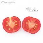 Tomatensorte Wildtomate Humboldtiii