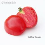 Tomatensorte Wolford Wonder