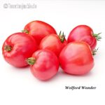 Tomatensorte Wolford Wonder