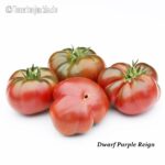 Tomatensorte Dwarf Purple Reign